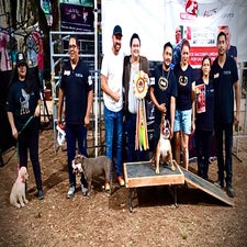 Match canino de todas las razas