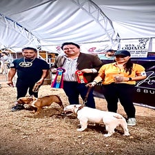 Match Canino de todas las razas