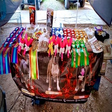 Match canino todas las razas