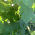 Sancerre Life