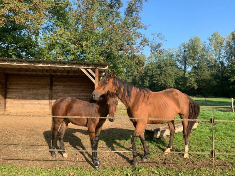 Mare-an-foal-le-Tirepeine-Subligny