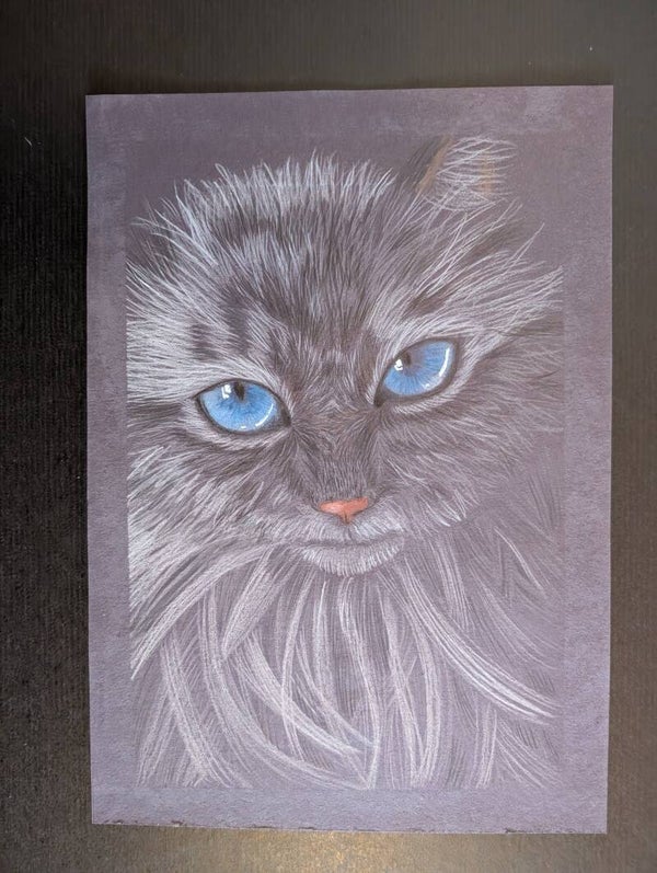 "Katze mit blauen Augen"
