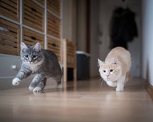 istockphoto-1152049636-612x612-standard.jpg