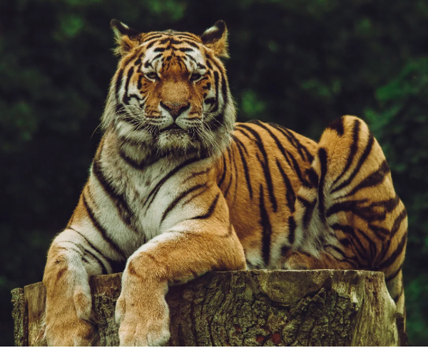 PORTAFOLIO EMPRESARIAL