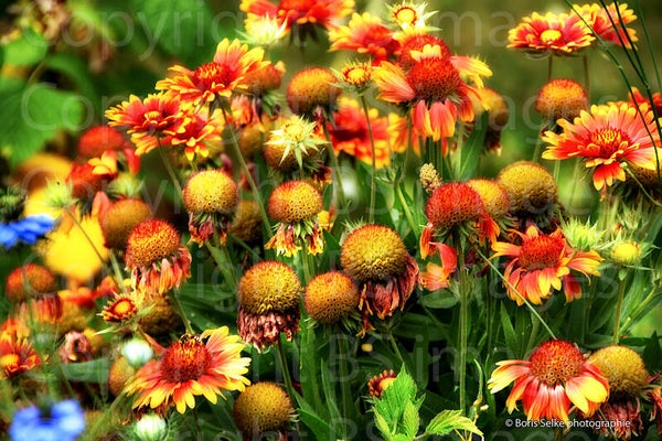 Dans mon jardin il y a...