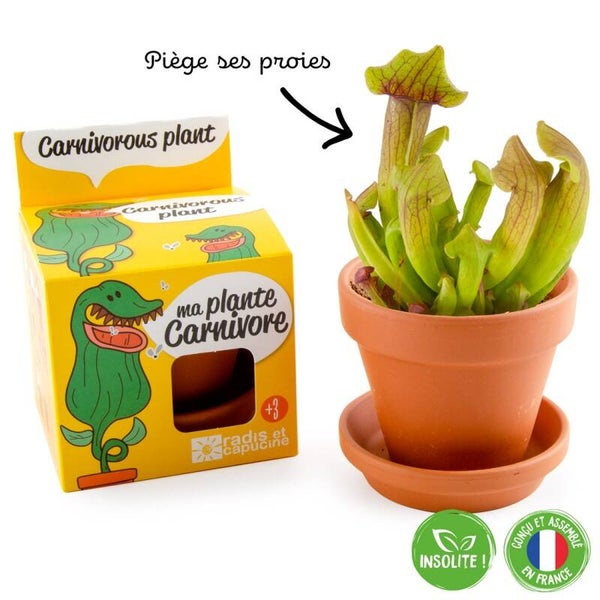 Graines Plante Carnivore à semer