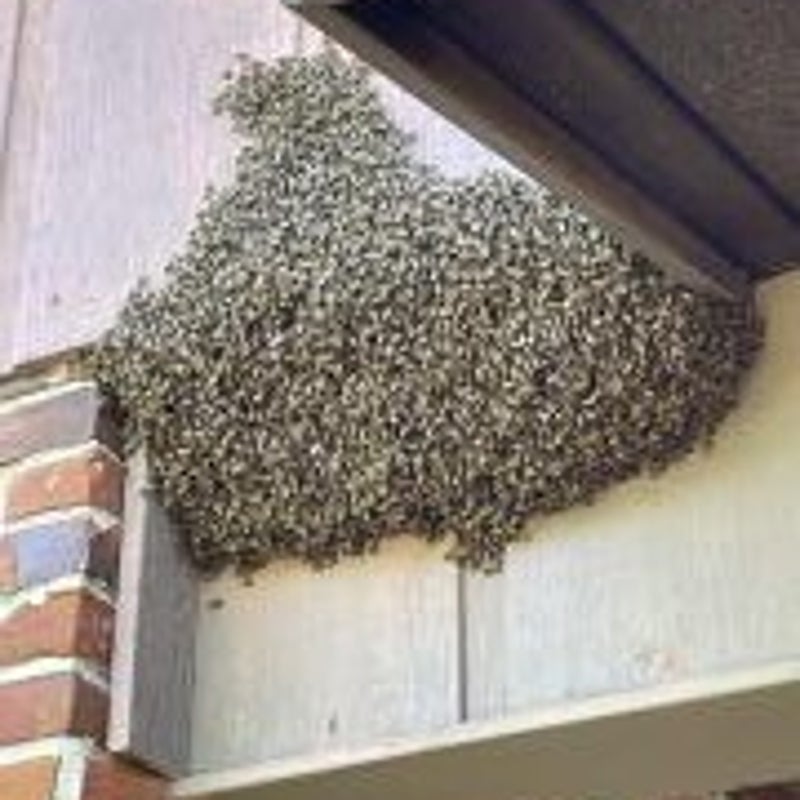 swarm-standard-gxdixr.jpg