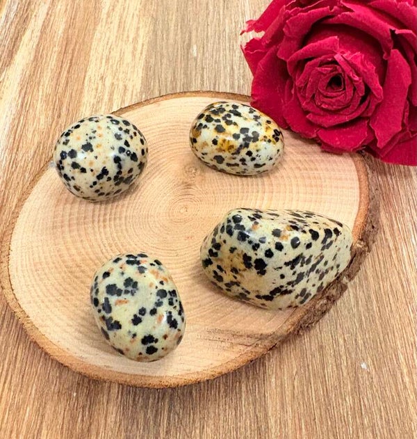 Jaspe dalmatien
