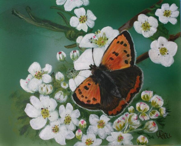 Copperhead Butterfly