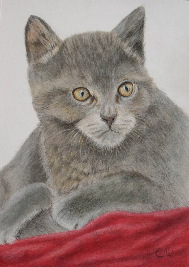 little-kitty-2-standard-hwji7f.jpg