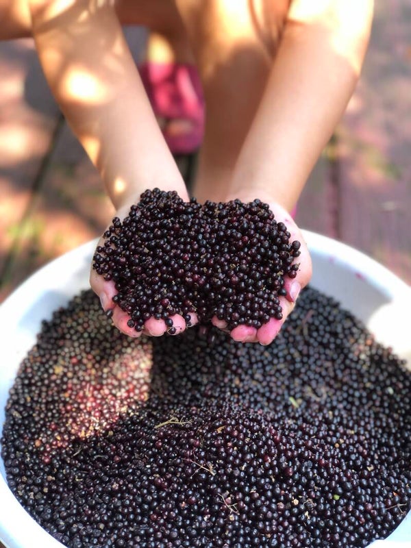 Elderberry Syrup (B1G1 free 2oz)