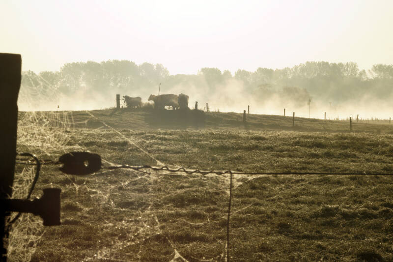 11oktober2012-koeien300001.jpg