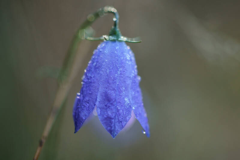 27oktober2012-klokje00001.jpg