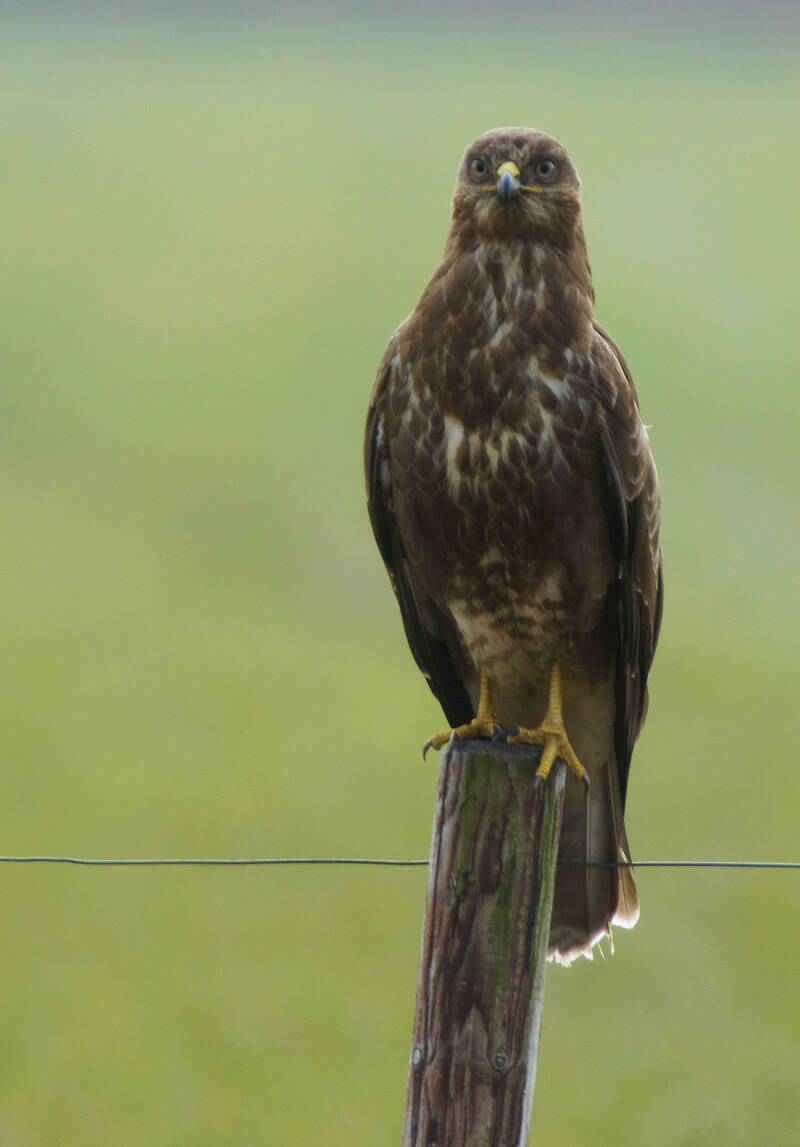 5maart2013-Buizerd200001.jpg