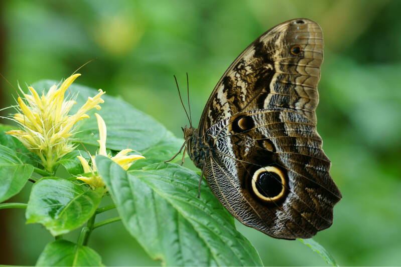 8maart2013-vlinder1200001.jpg