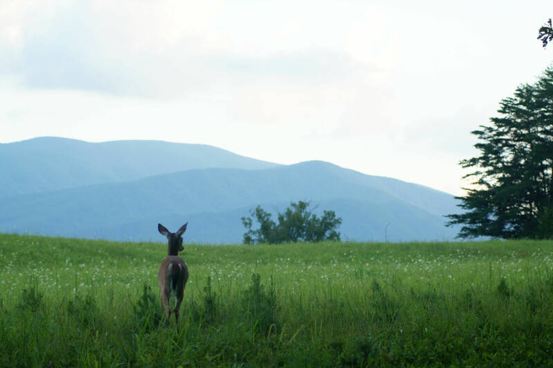 Dag3HertinweideinCadesCove00001.jpg