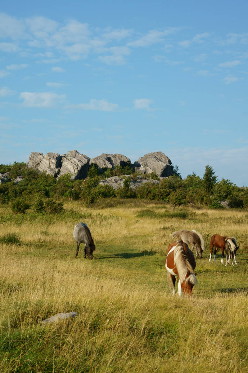 Kamperen-ponyrots00001-1.jpg