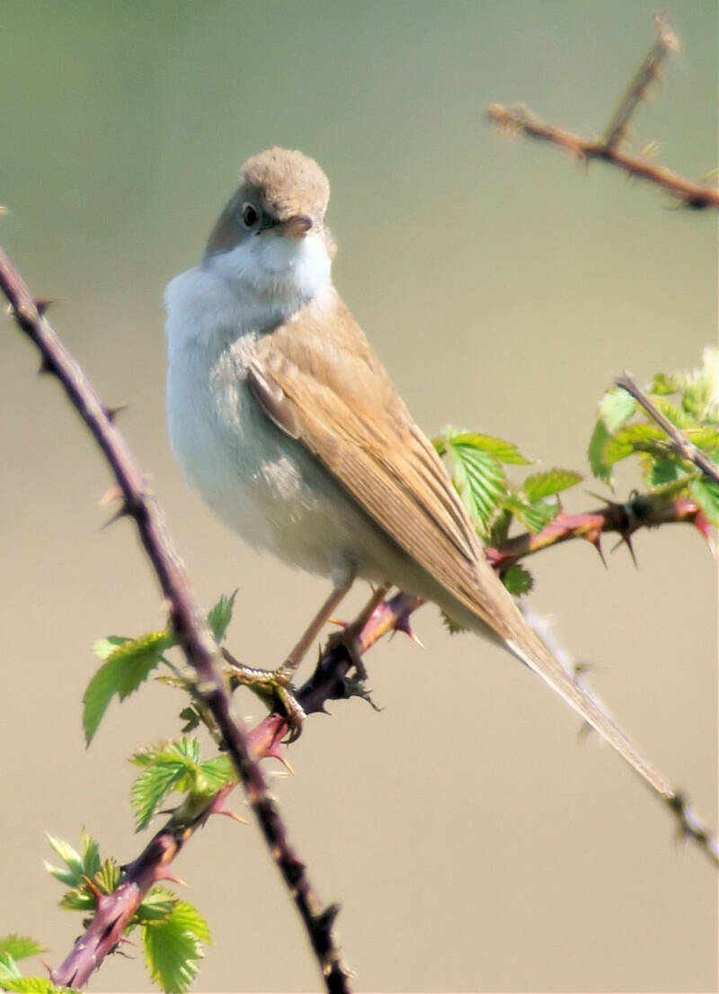 Vogelmetkuifje-7mei00001.jpg