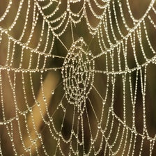 23september-spinnenweb200001.jpg