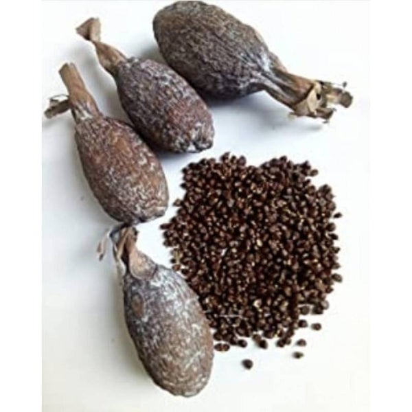 Vaina de pimienta de guinea semilla atare