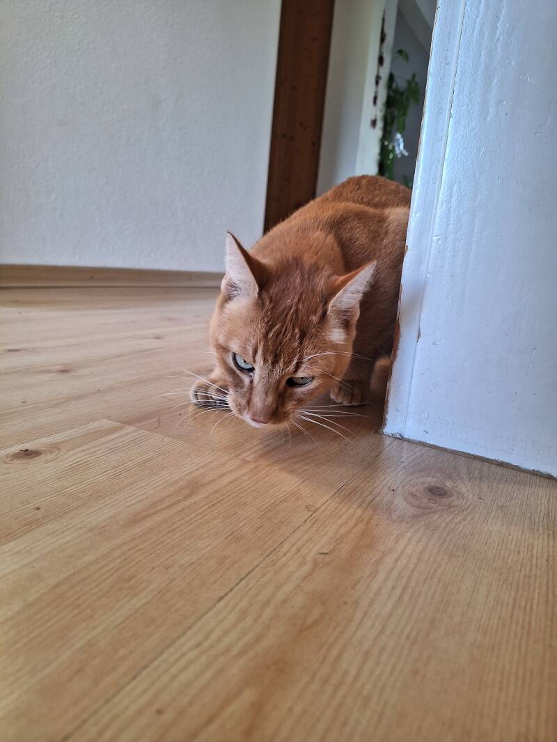 katzensitterseuzach.jpg