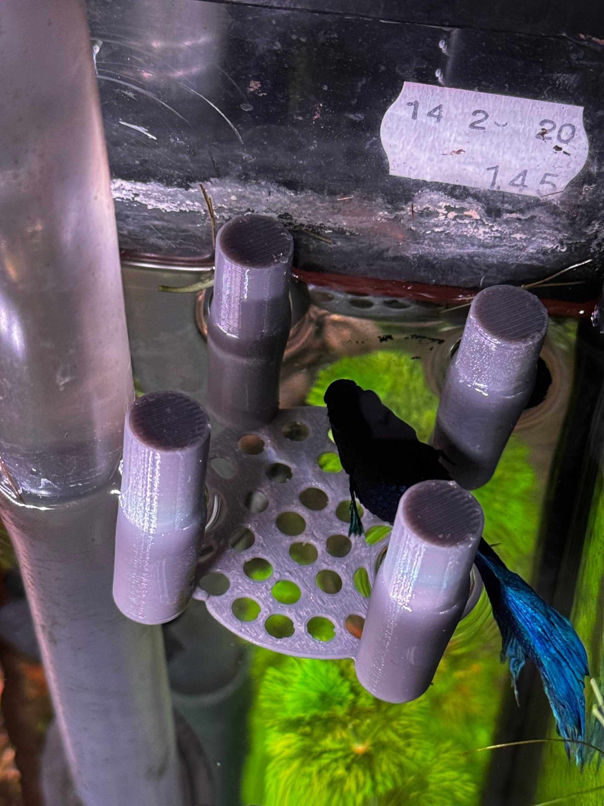 Drijvend Betta Bed – 4x4x2 cm 0f 4x4x4 cm (PETG)