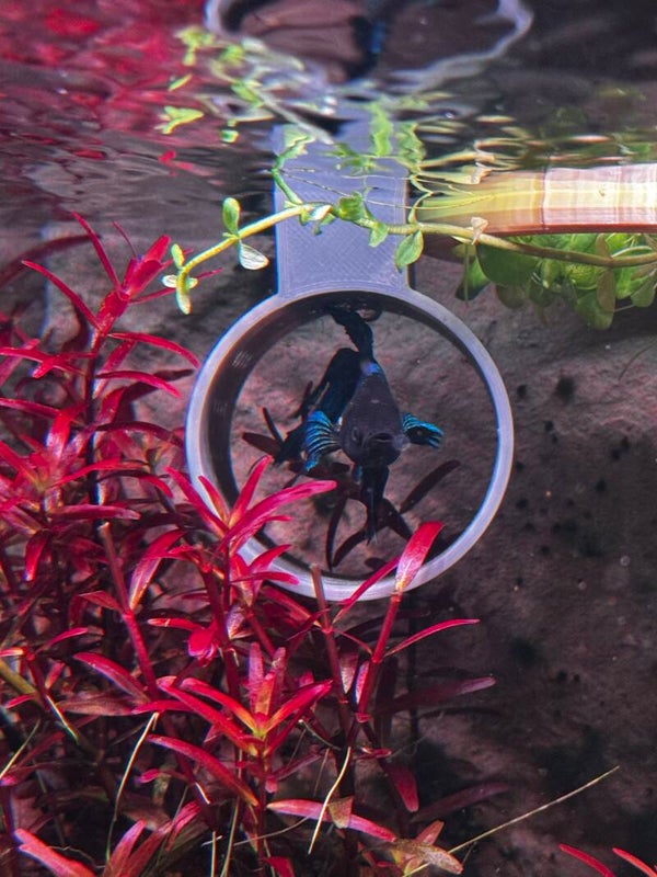 Betta tunnel grijs (drijvend) PETG