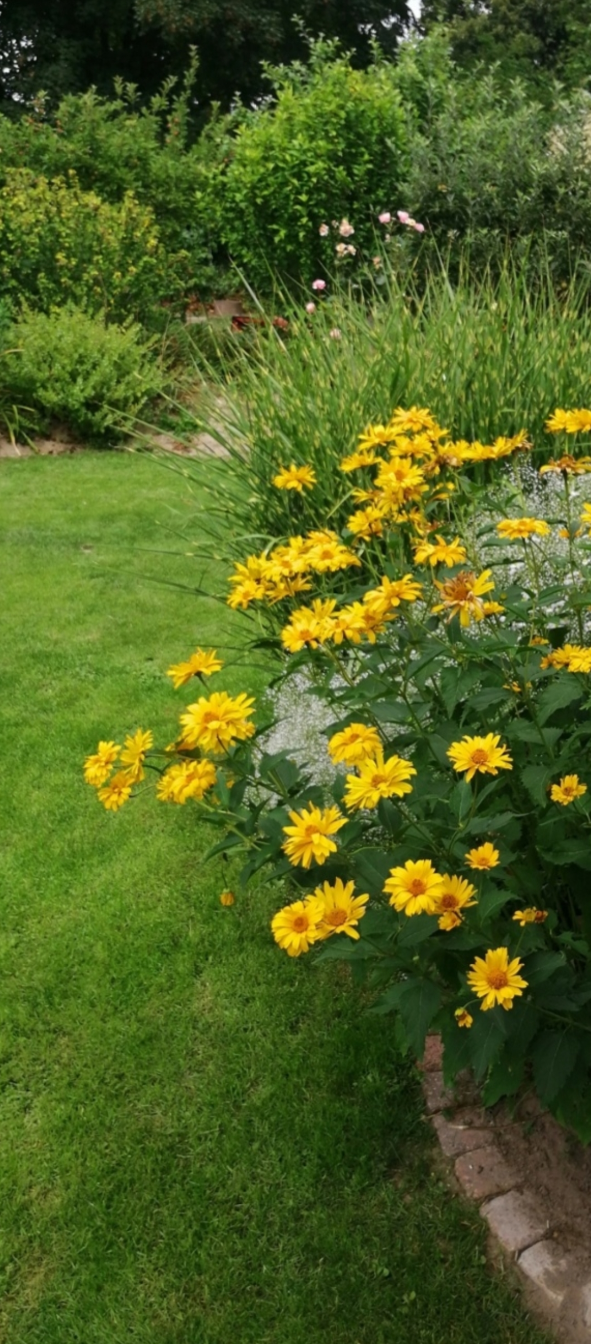 gartengestaltung-ronny-peter-landschaftsg-rtner-in-friedland-brandenburg-101-standard.png