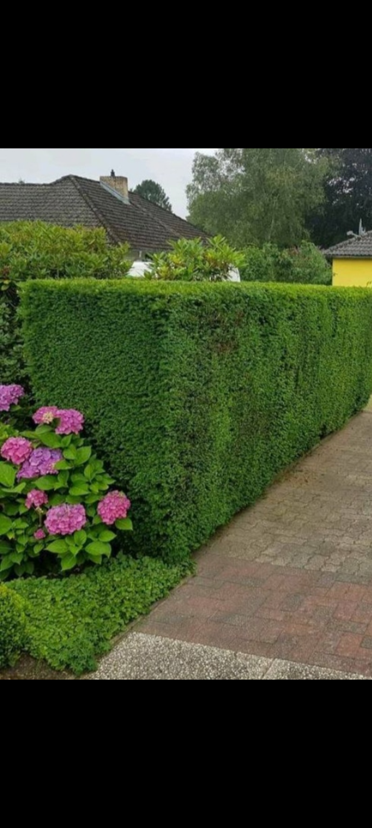 gartengestaltung-ronny-peter-landschaftsg-rtner-in-friedland-brandenburg-15-standard-sl91cn.png