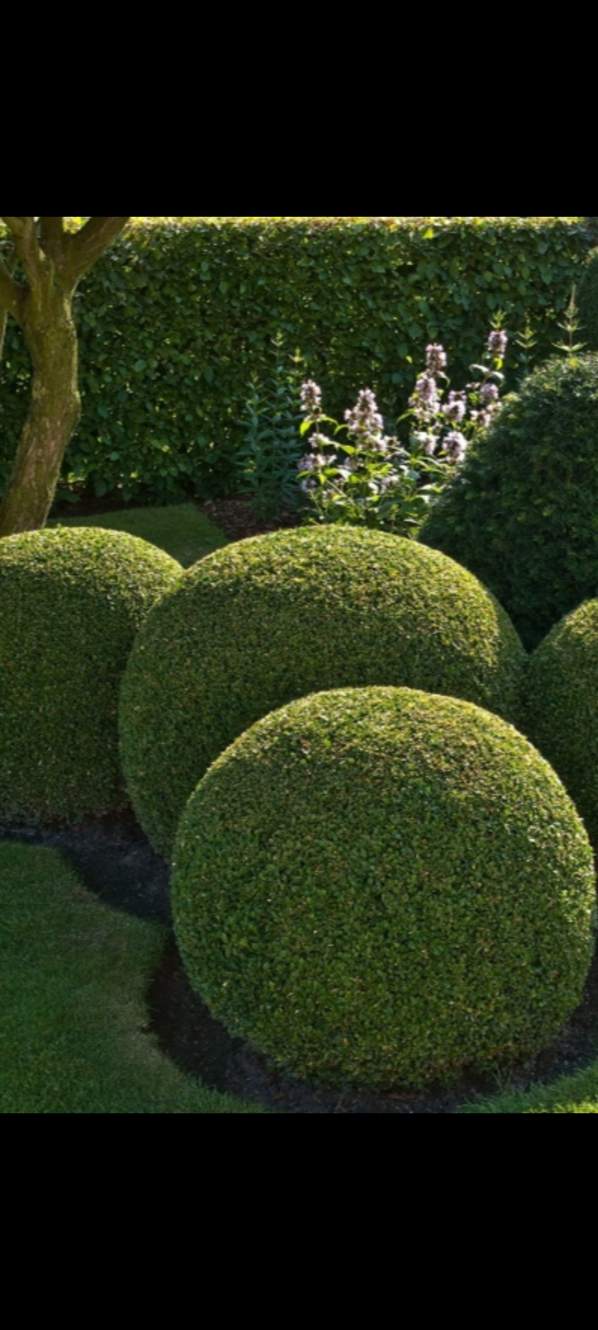gartengestaltung-ronny-peter-landschaftsg-rtner-in-friedland-brandenburg-16-standard-yc2bka.png