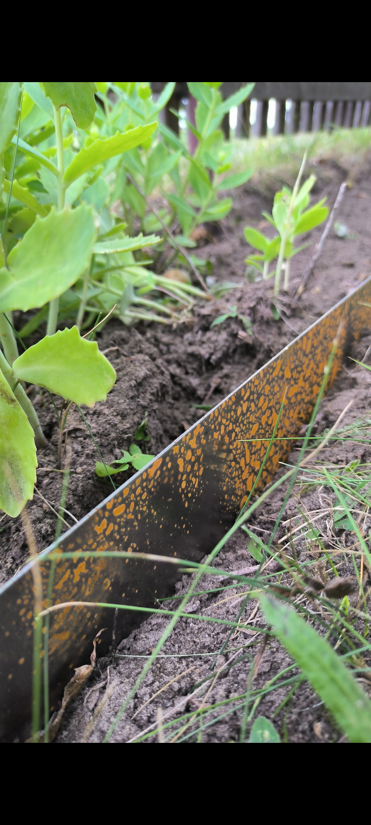gartengestaltung-ronny-peter-landschaftsg-rtner-in-friedland-brandenburg-56-standard.png