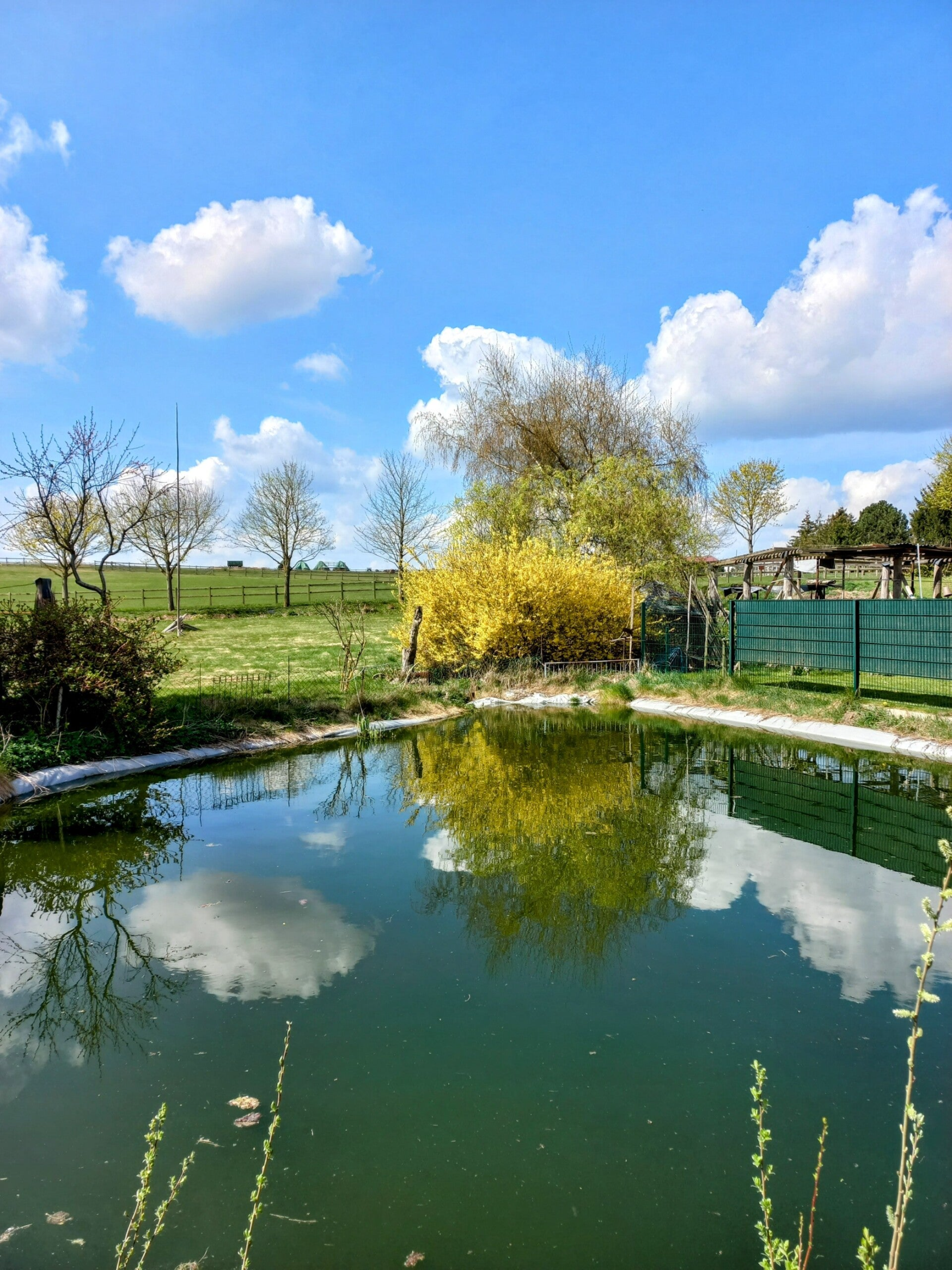 unser Teich mit Fischen