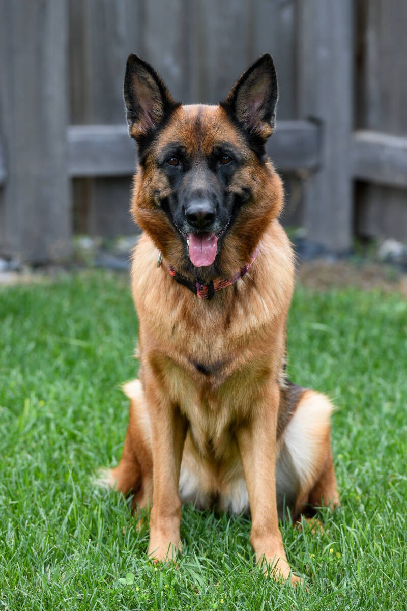 850_7020-standard.jpg