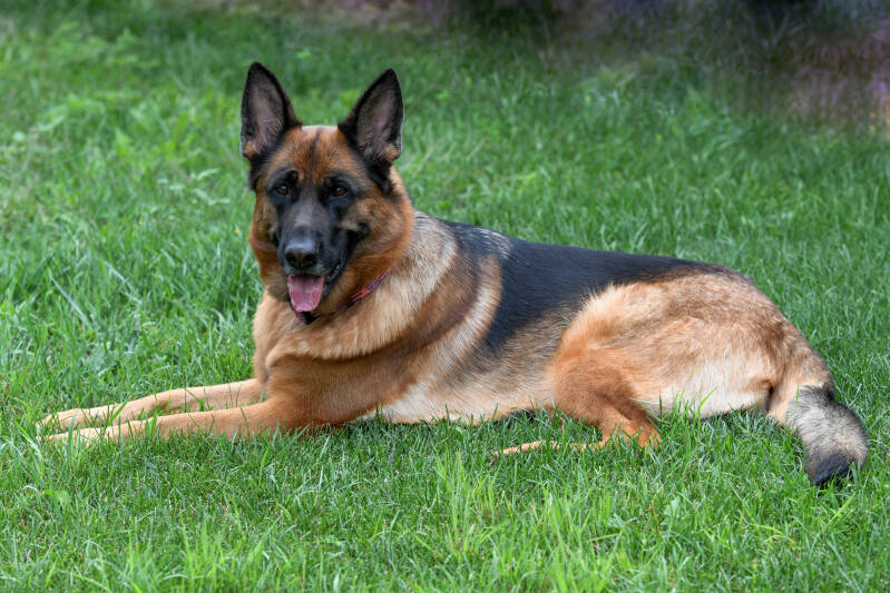 850_7045-standard.jpg