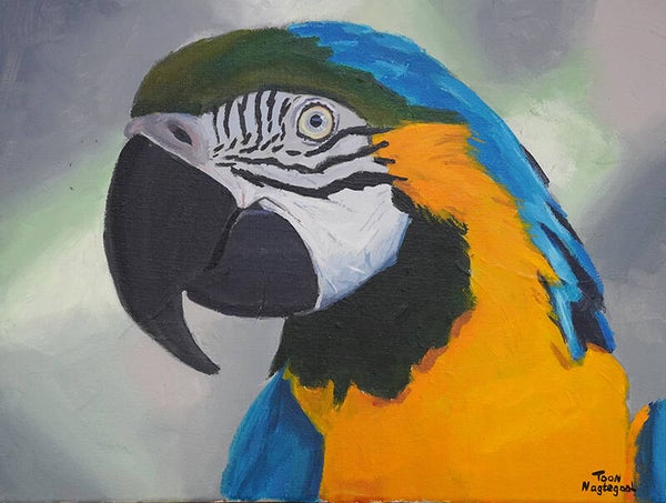 Ara schilderij (acrylverf) 40x30cm