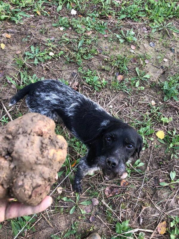 Tartufo Bianco di Nizza Monferrato 100gr