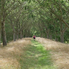 l1001230-standard.jpg