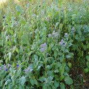 DSC07543-1.jpg