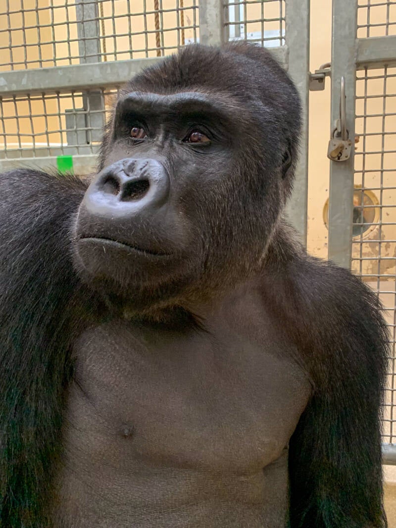 zilverrug uit warschau in burgers zoo
