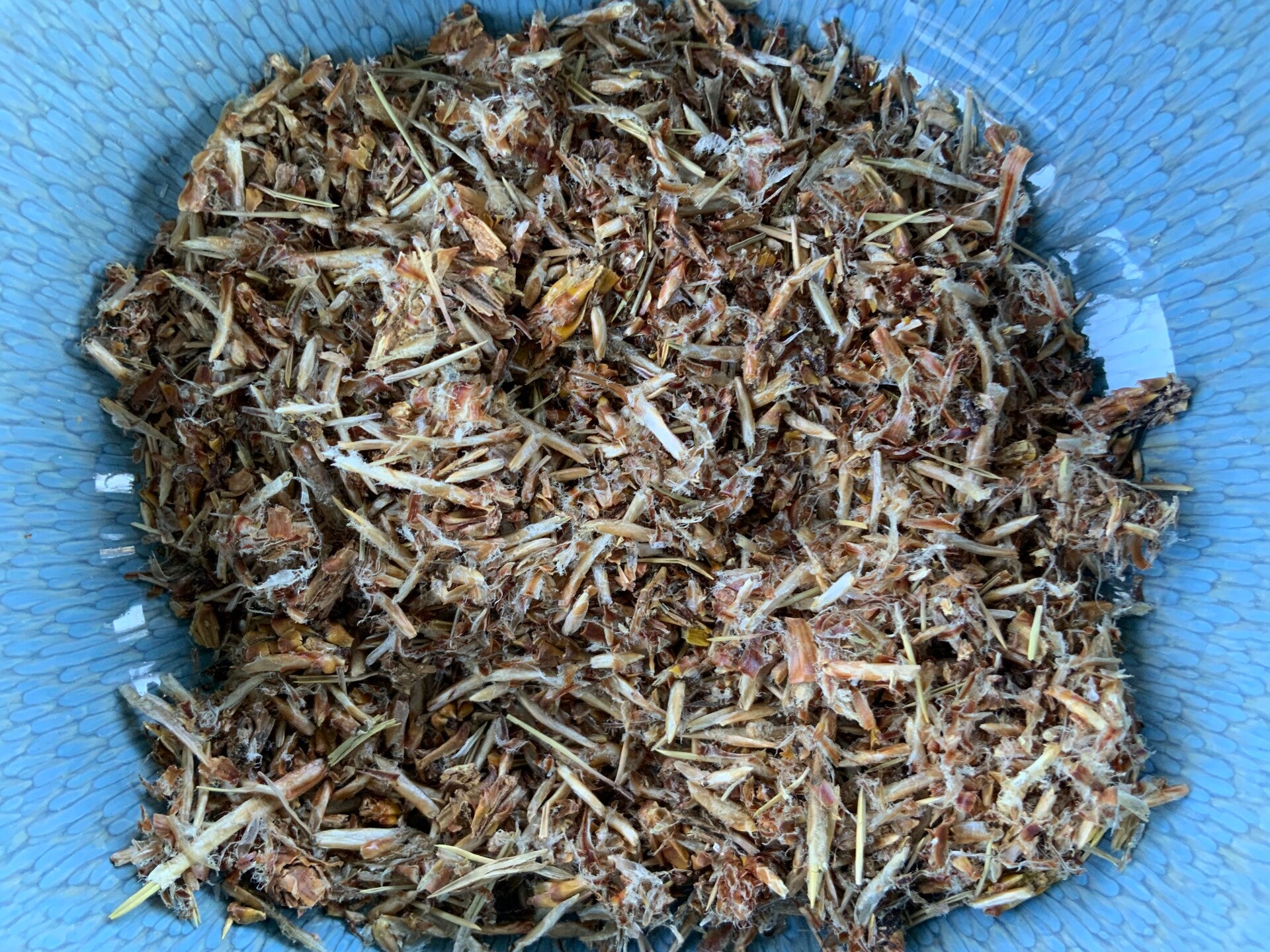 Den (knop) - Pinus sylvestris L.