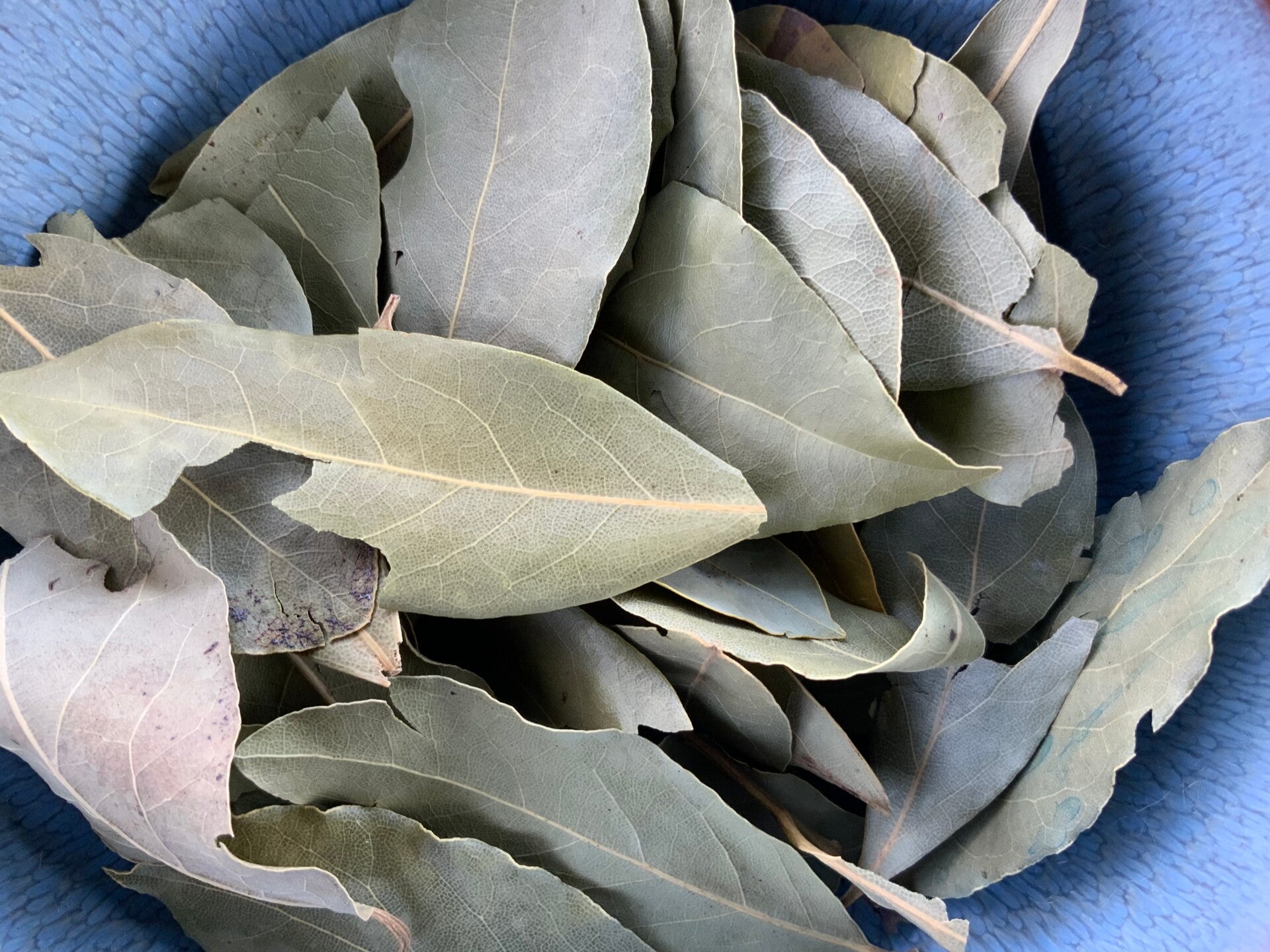 Laurier - Laurus nobilis