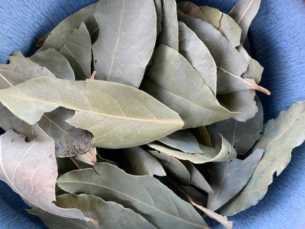 Laurier - Laurus nobilis