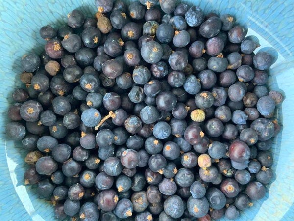 Jeneverbes - Juniperus communis L.