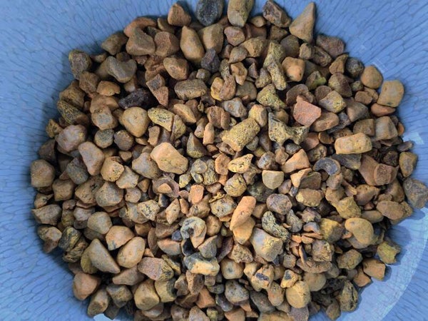 Kurkuma - Curcuma xanthorrhiza Roxb.