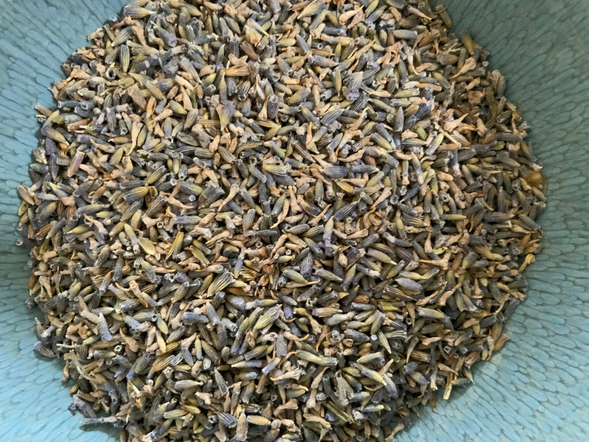 Echte guldenroede - Solidago virgaurea L.