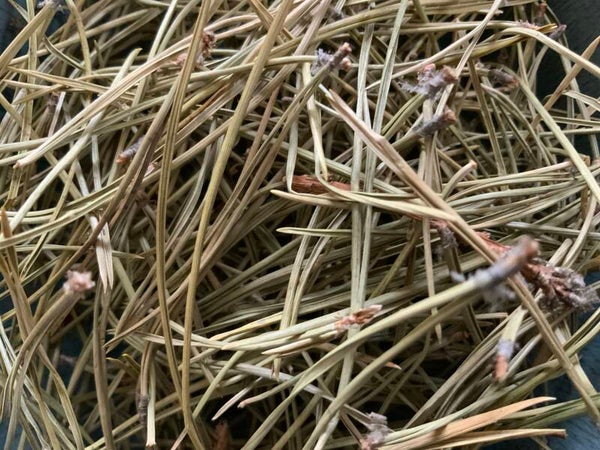 Den naald - Pinus sylvestris L.