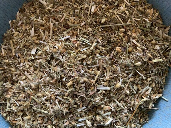 Duizendblad - Achillea millefolium L.