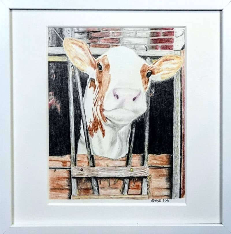 Tekening kleurpotloden 12,5x15,5cm. 2021. Kalfje van circa 2 weken oud.