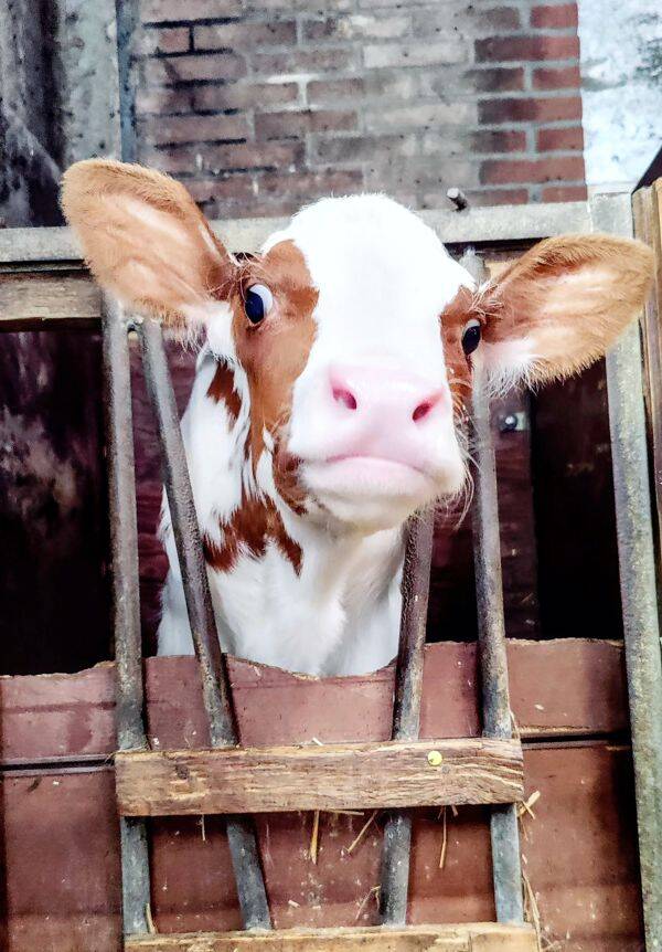 Kalfje 3 boerderij Lansbergen, Egmond aan de Hoef