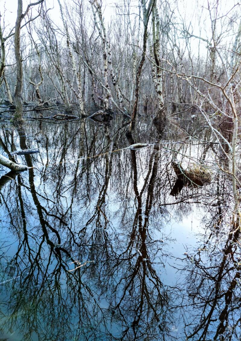 Berkenbos duinen PWN, 't Woud Bergen